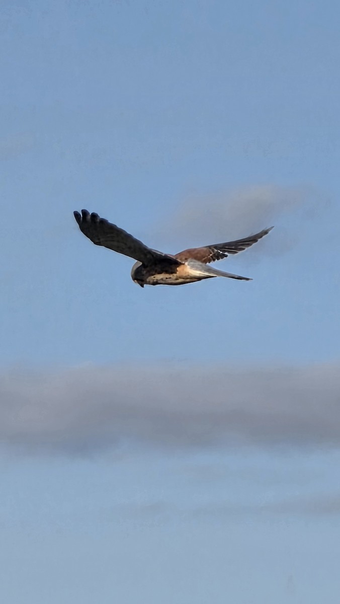 Eurasian Kestrel - ML644980988