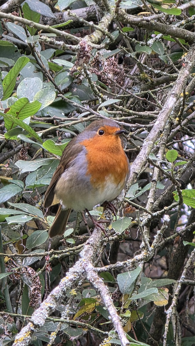 European Robin - ML644980994