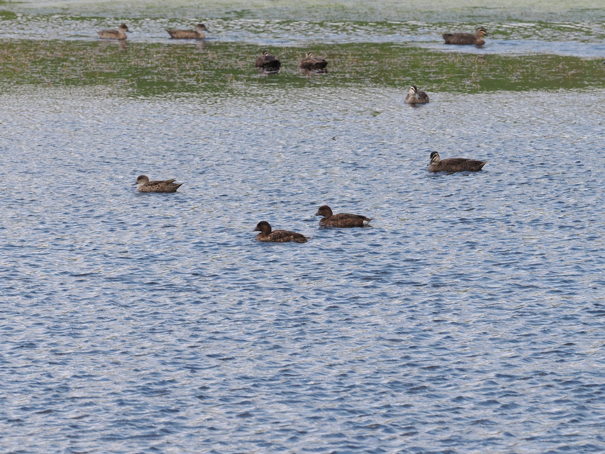 Hardhead - ML644980995