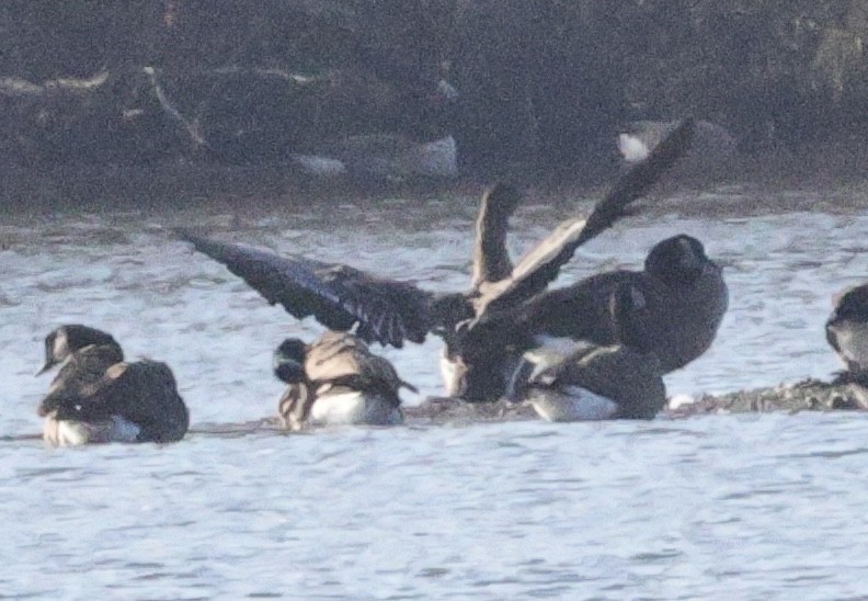 Tundra Bean-Goose - ML644981001