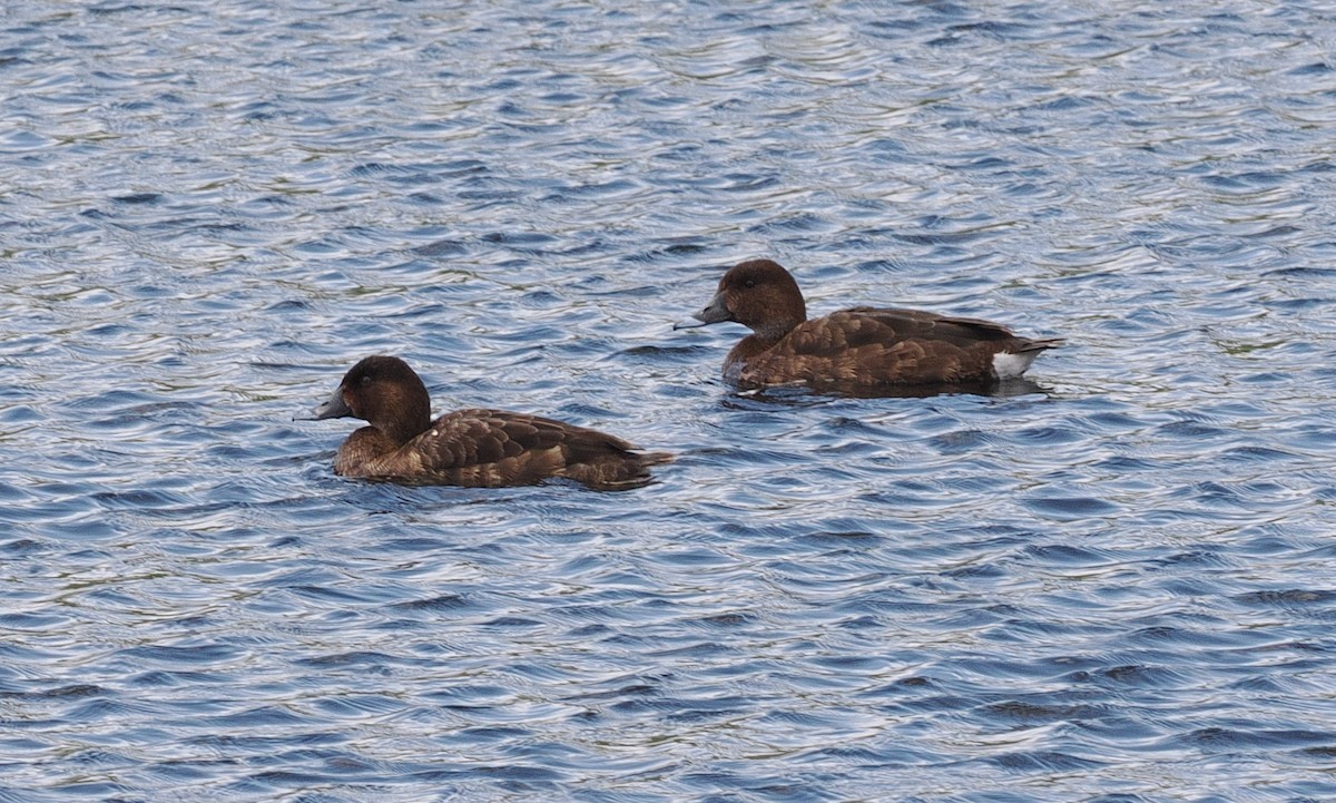 Hardhead - ML644981003