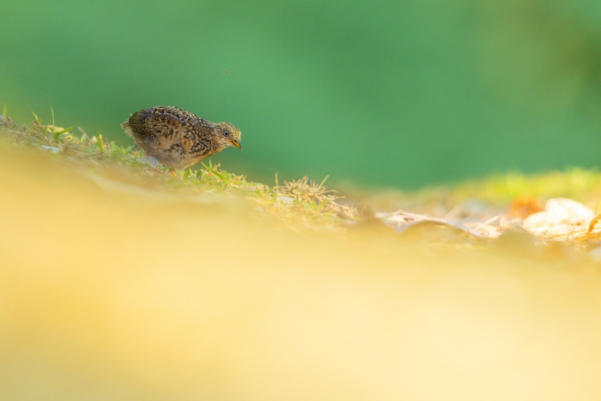 Red-backed Buttonquail - ML644981014