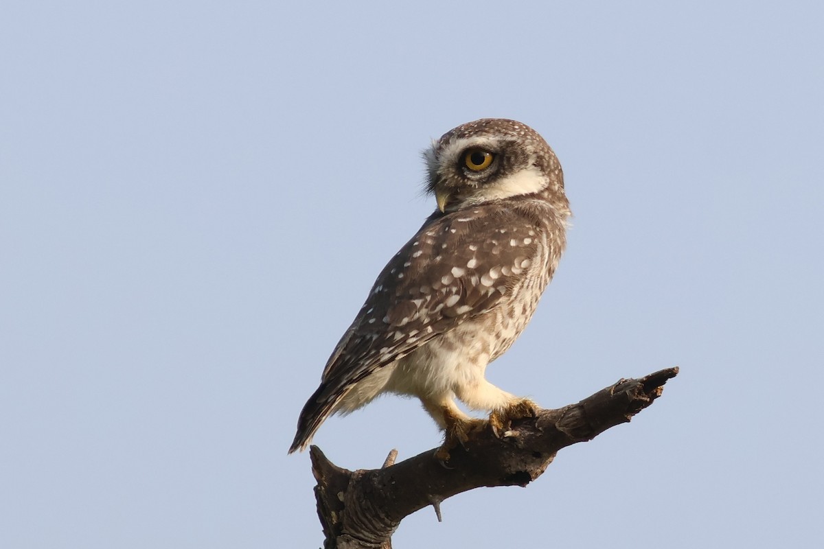 Spotted Owlet - ML644981019