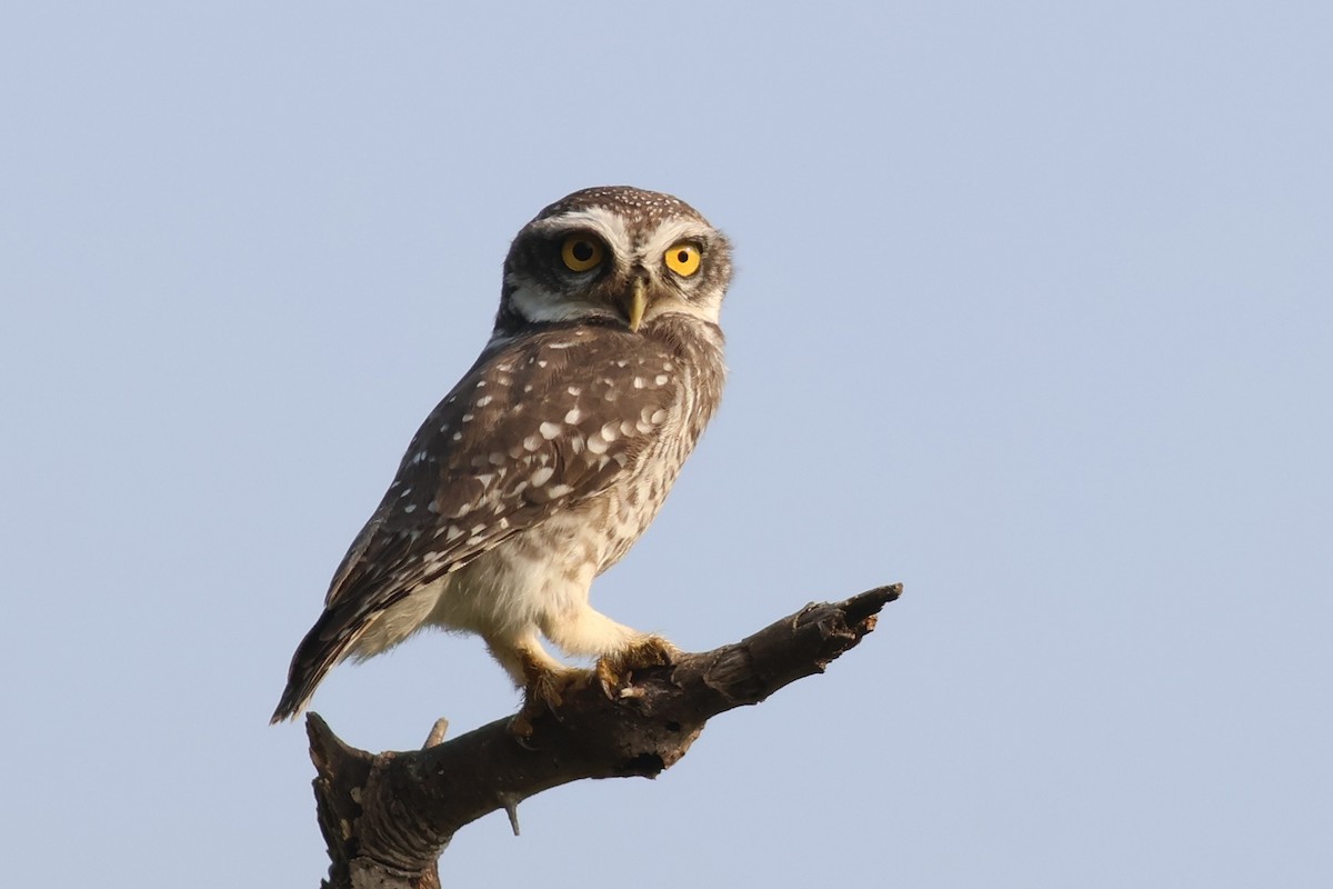 Spotted Owlet - ML644981020