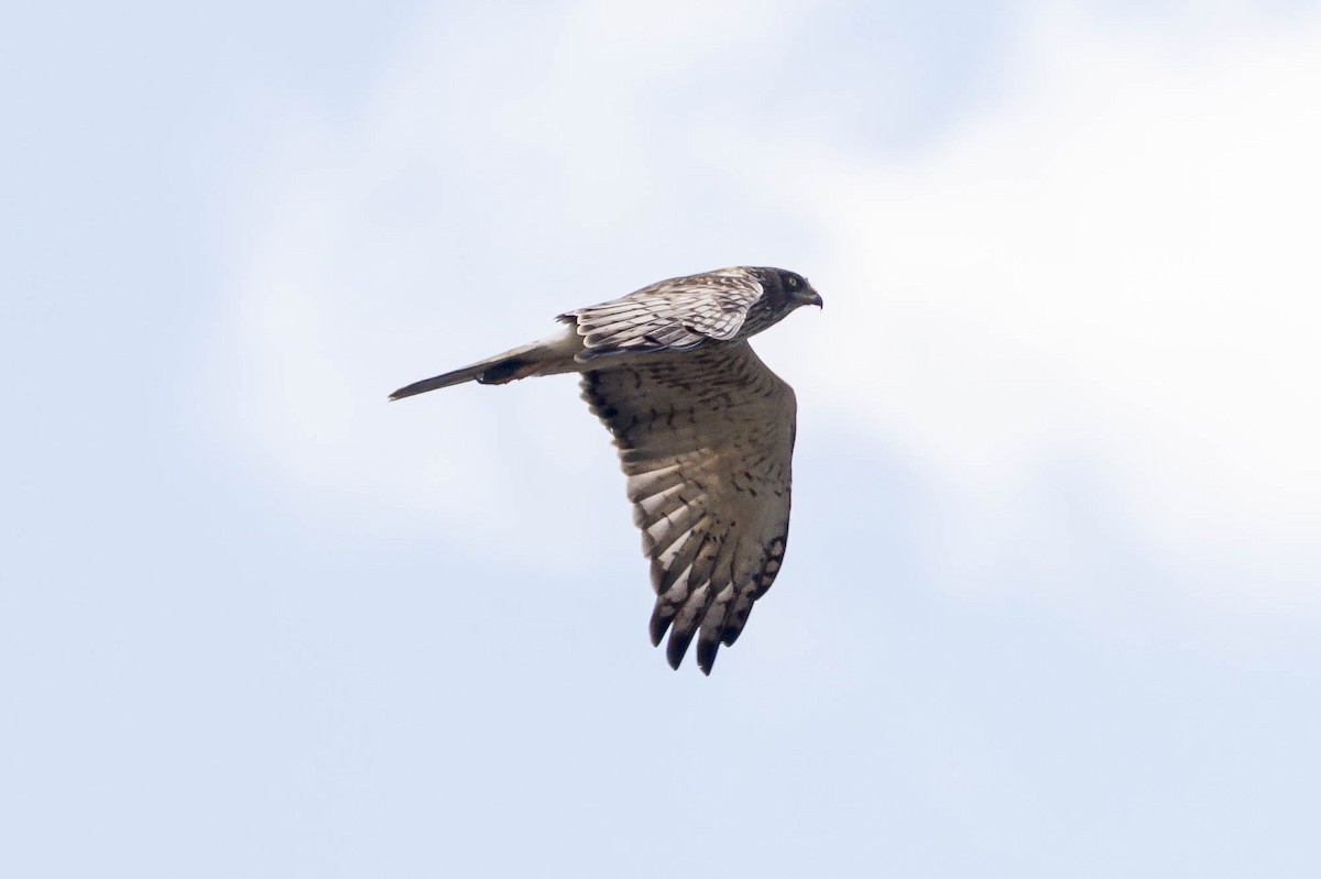Swamp Harrier - ML644981027