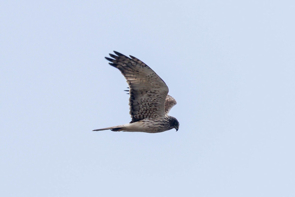 Swamp Harrier - ML644981028