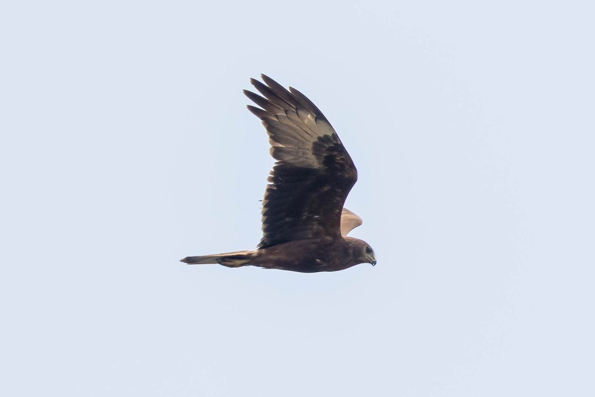 Swamp Harrier - ML644981029