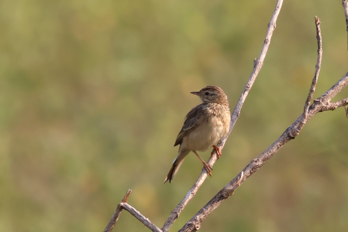 Blyth's Pipit - ML644981039