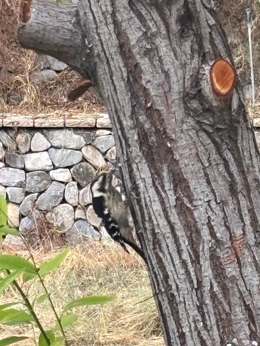 小啄木 - ML644981040