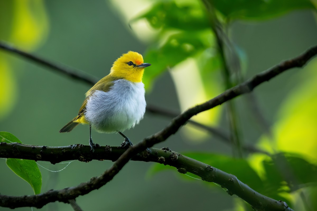 Yellow-spectacled Heleia - ML644981044