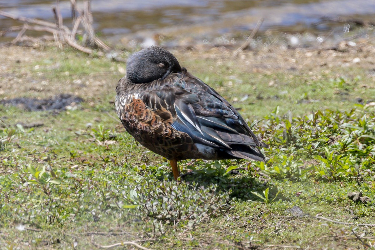 ミカヅキハシビロガモ - ML644981068