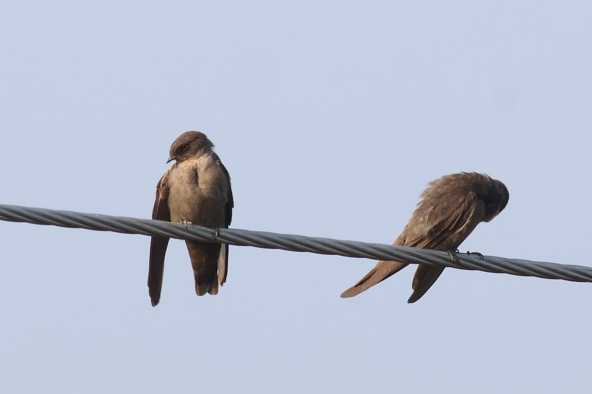 Dusky Crag-Martin - ML644981070