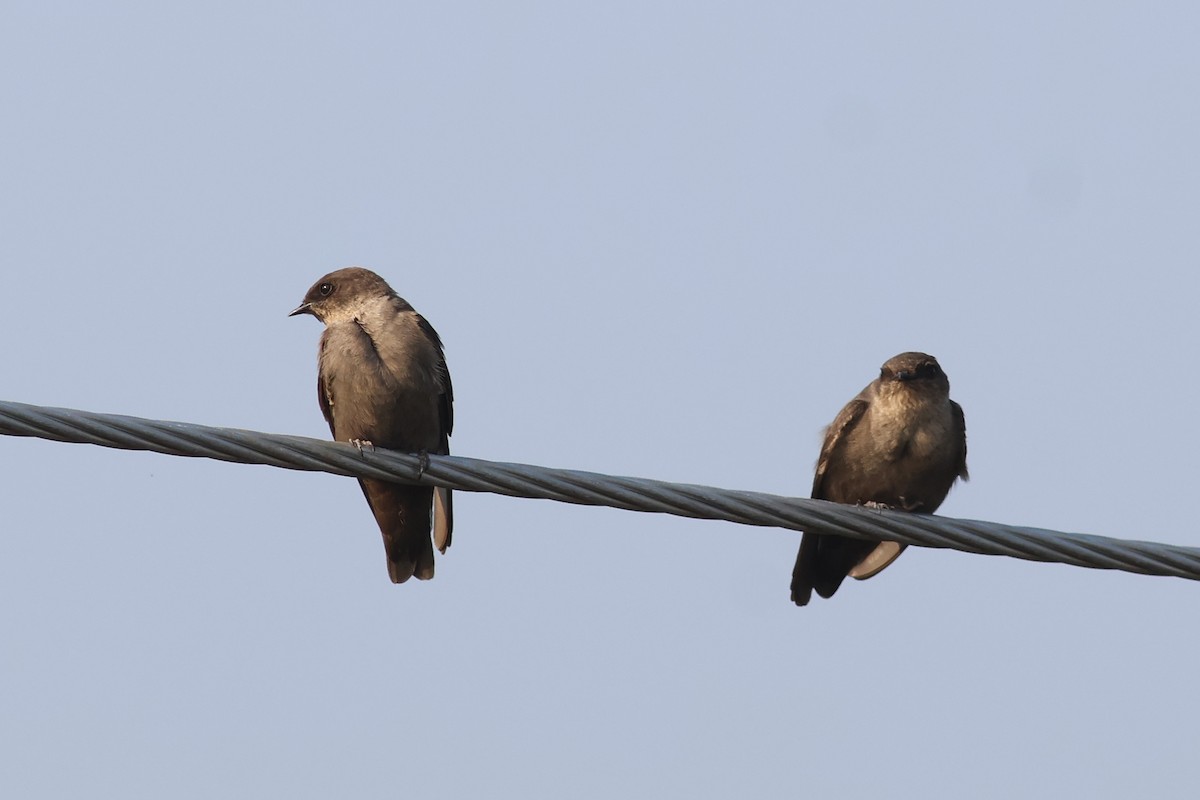 Dusky Crag-Martin - ML644981071