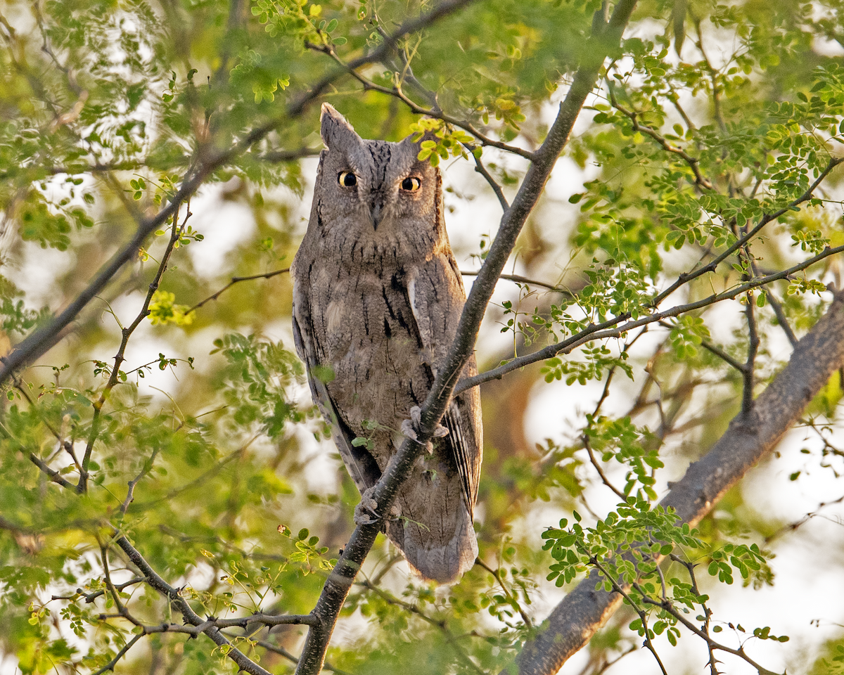 Pallid Scops-Owl - ML644981072
