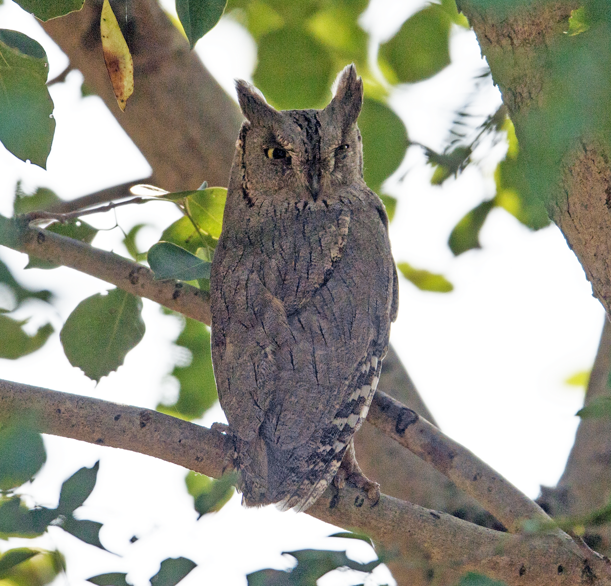 Pallid Scops-Owl - ML644981073