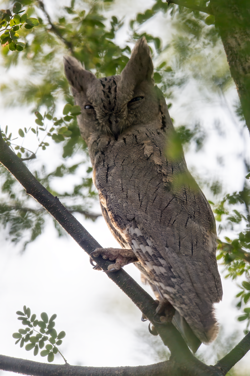Pallid Scops-Owl - ML644981074