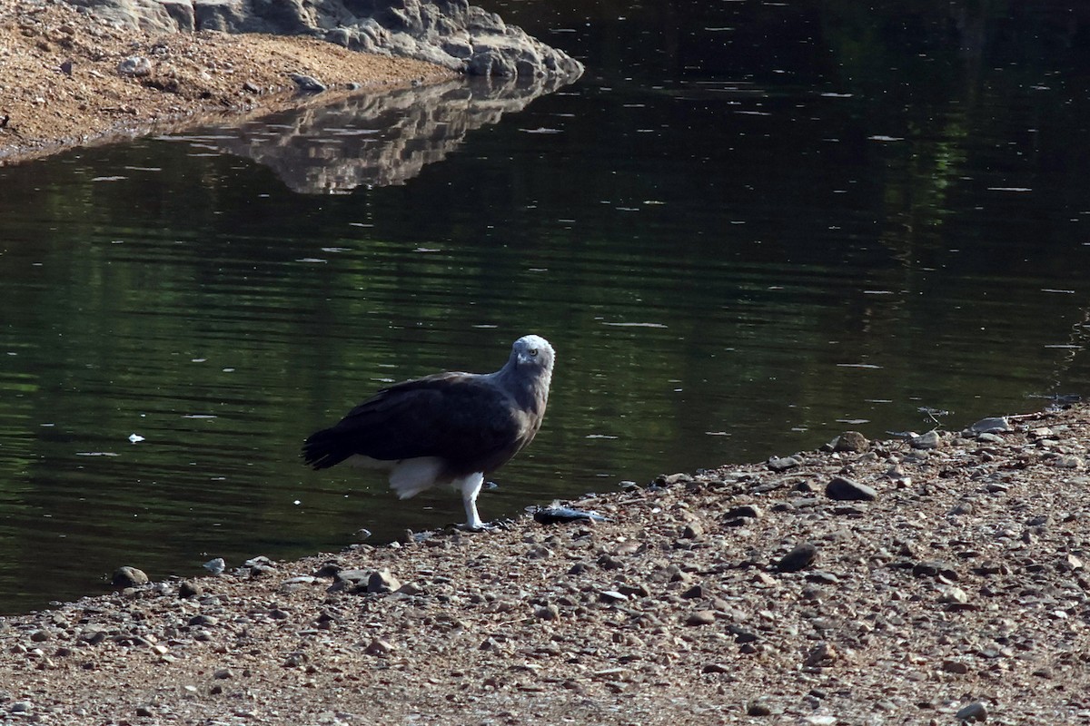 Lesser Fish-Eagle - ML644981080
