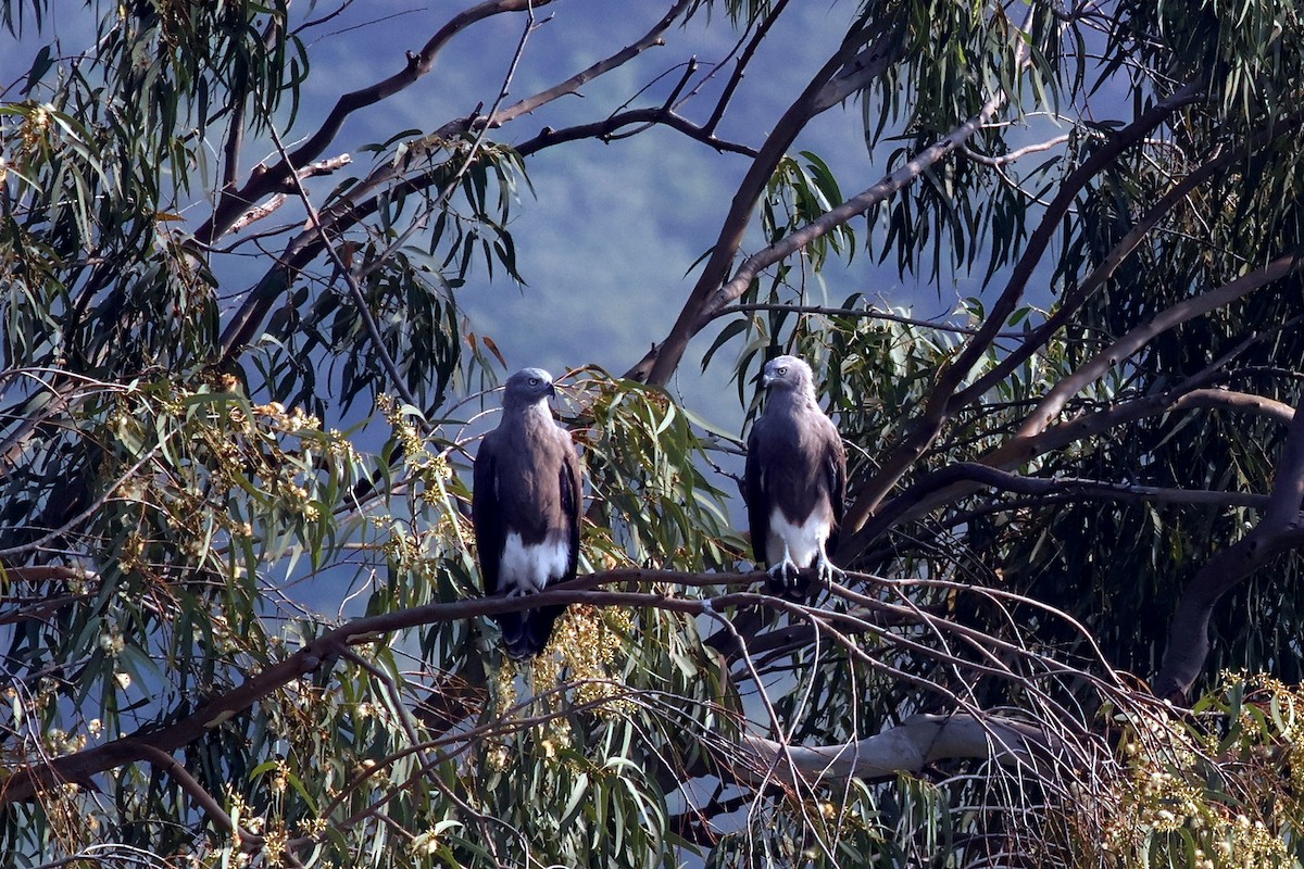 Lesser Fish-Eagle - ML644981081