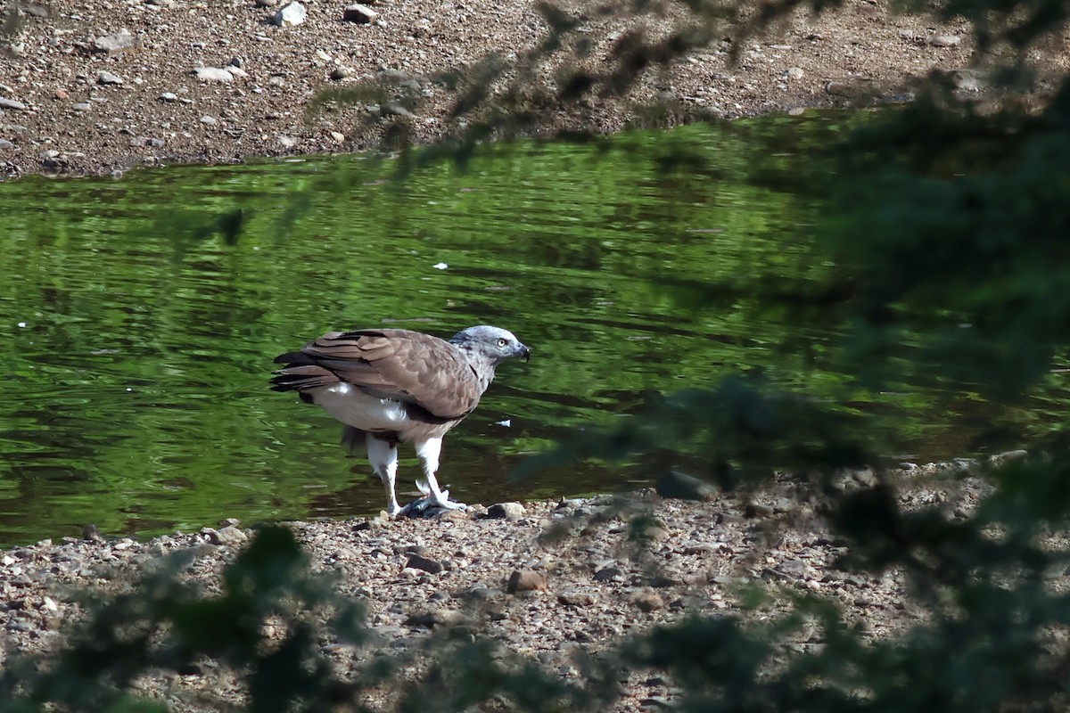 Lesser Fish-Eagle - ML644981082