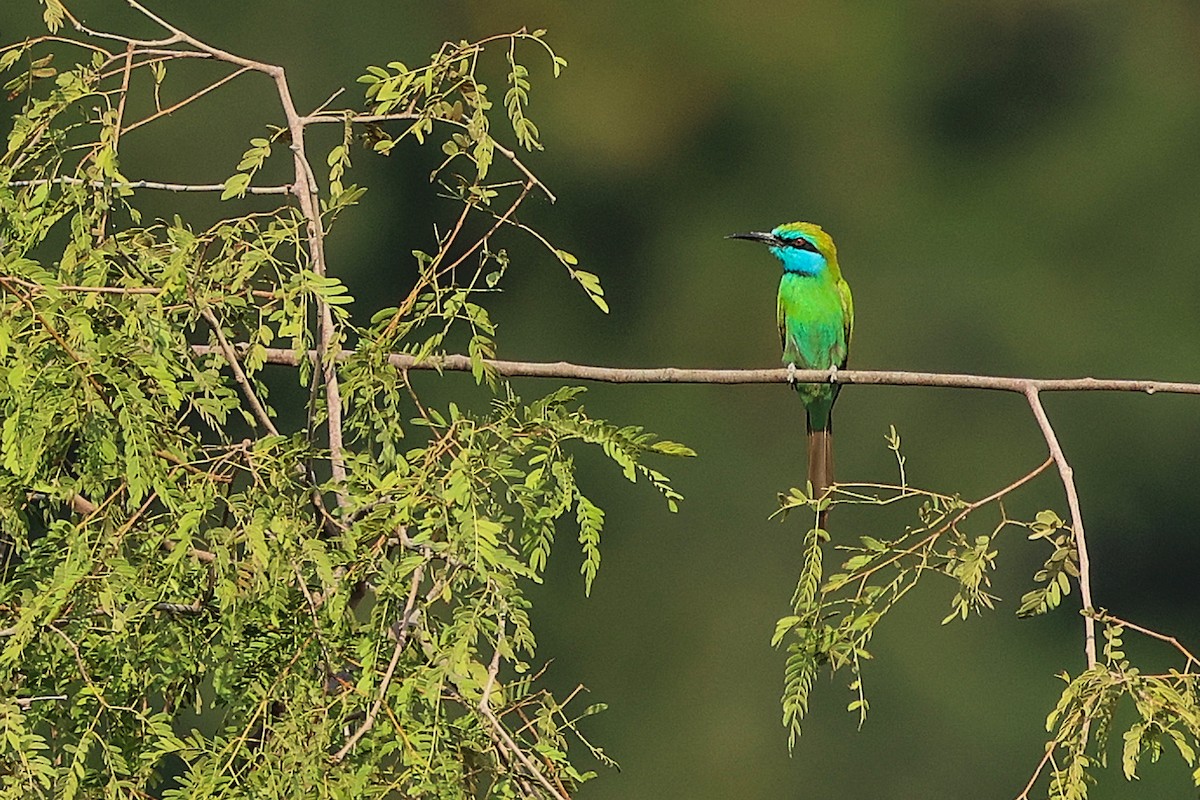 Arabian Green Bee-eater - ML644981083