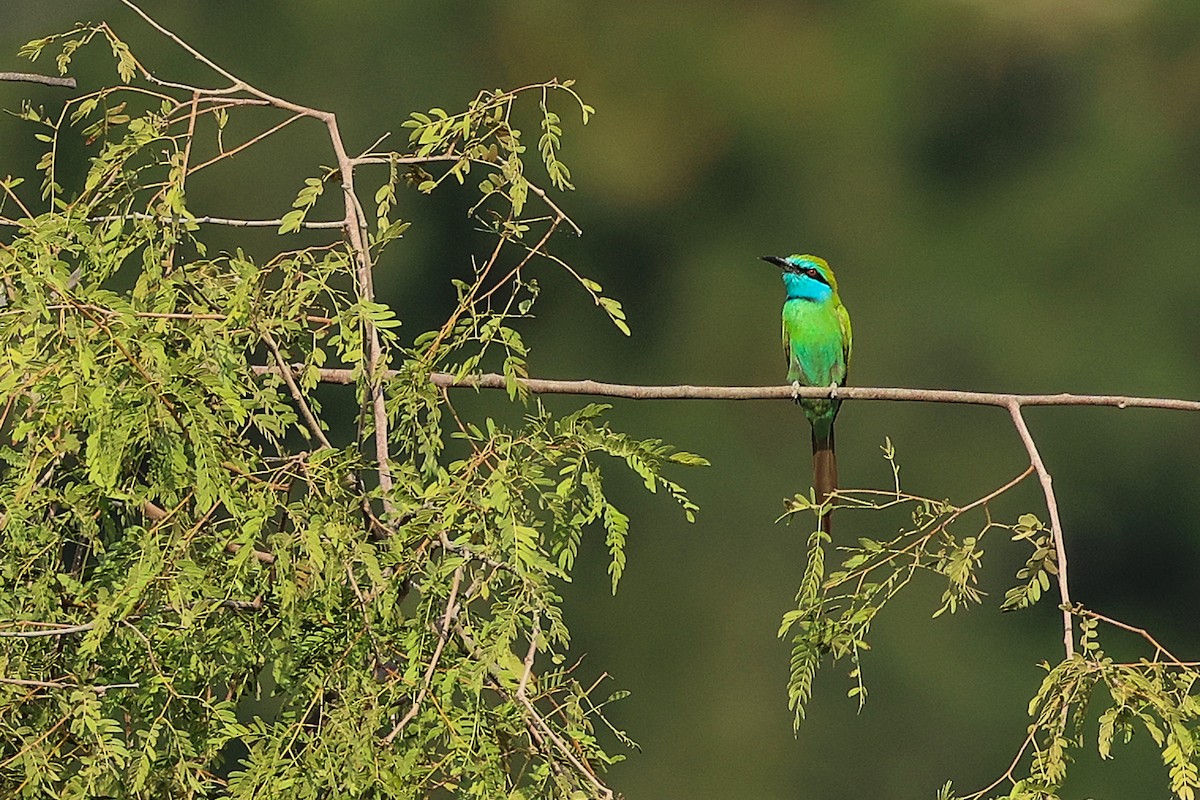 Arabian Green Bee-eater - ML644981084