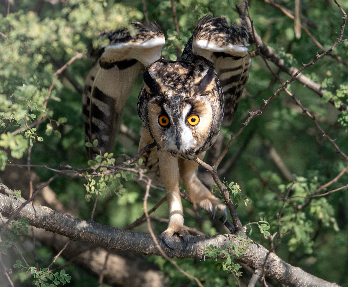 Long-eared Owl - ML644981085
