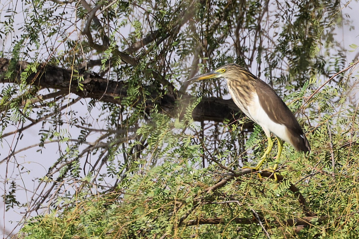 Hint Alaca Balıkçılı - ML644981086