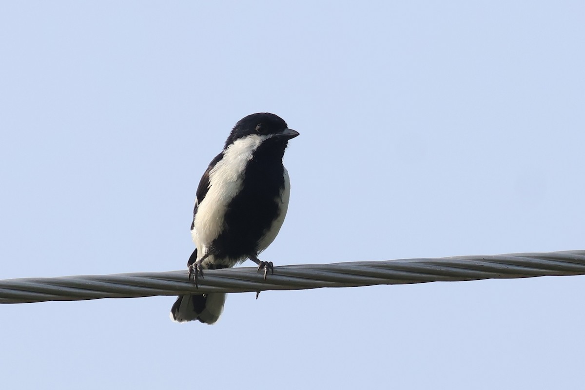 White-naped Tit - ML644981089