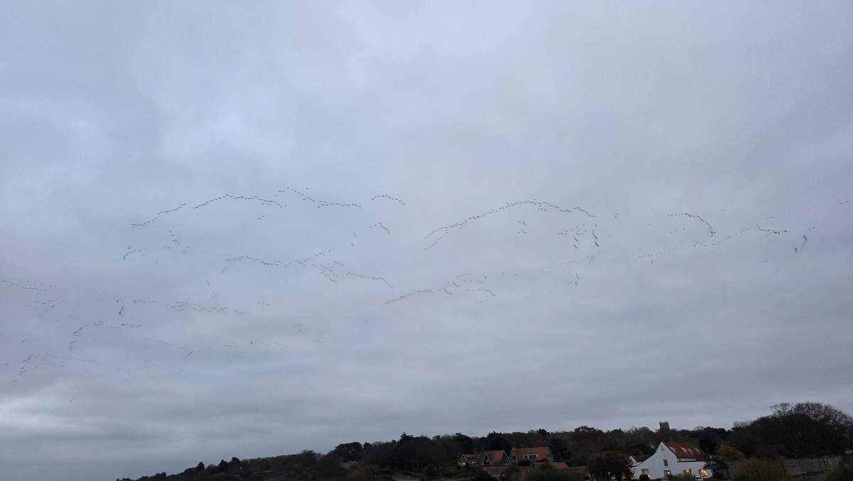 Pink-footed Goose - ML644981114