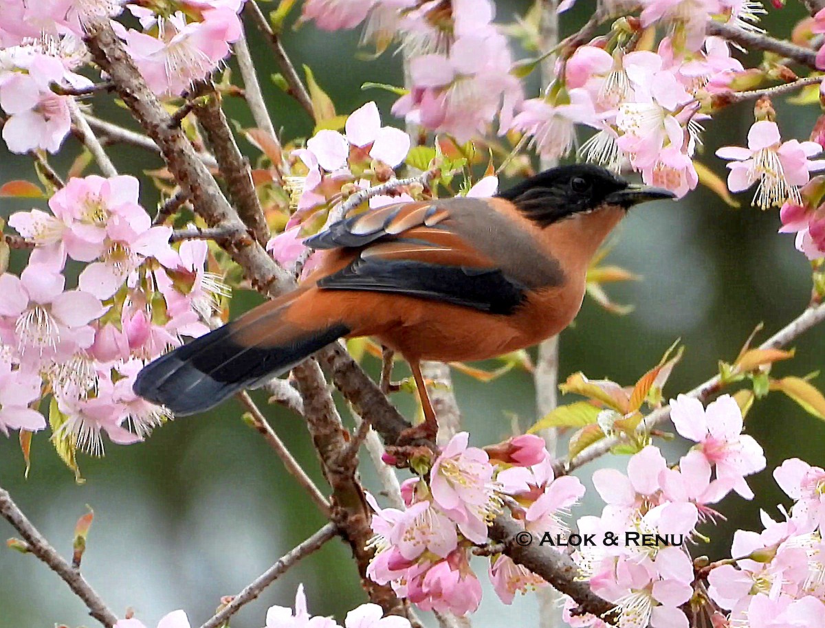 Rufous Sibia - ML644981128