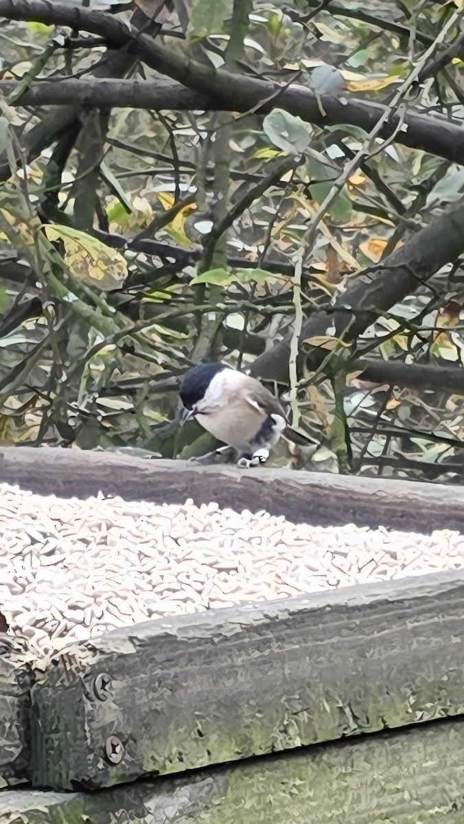 Marsh Tit - ML644981133