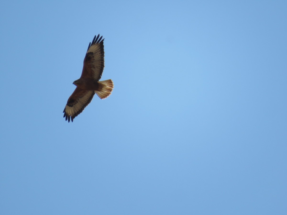 Kızıl Şahin - ML644981135