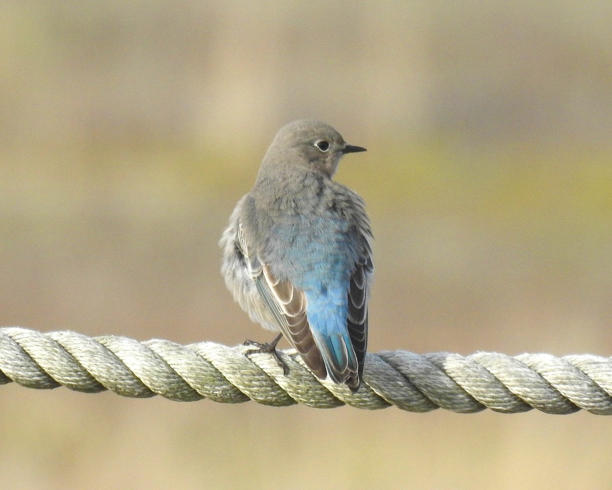 Mountain Bluebird - ML644981144
