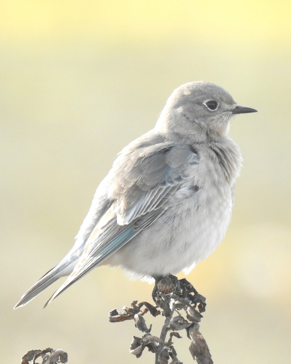 Mountain Bluebird - ML644981145