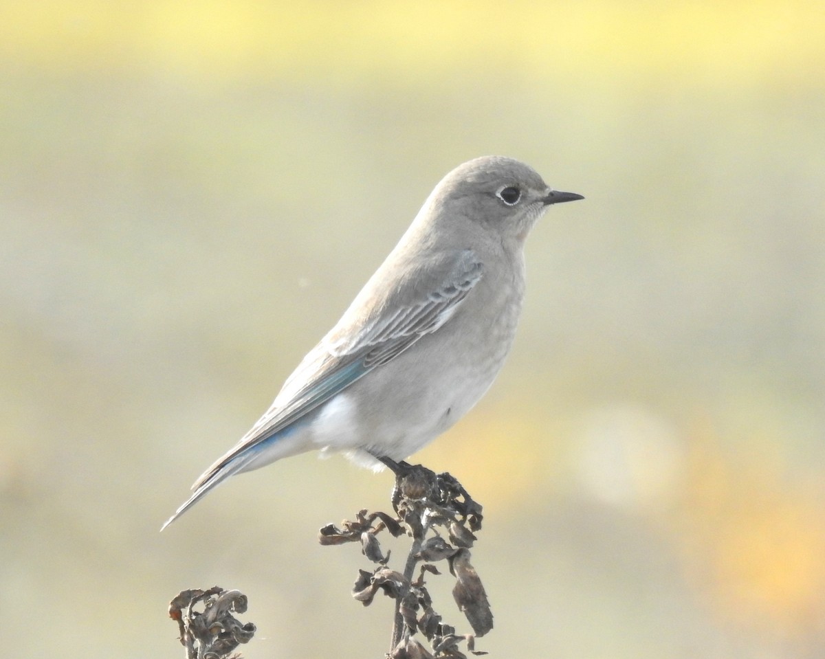 Mountain Bluebird - ML644981146