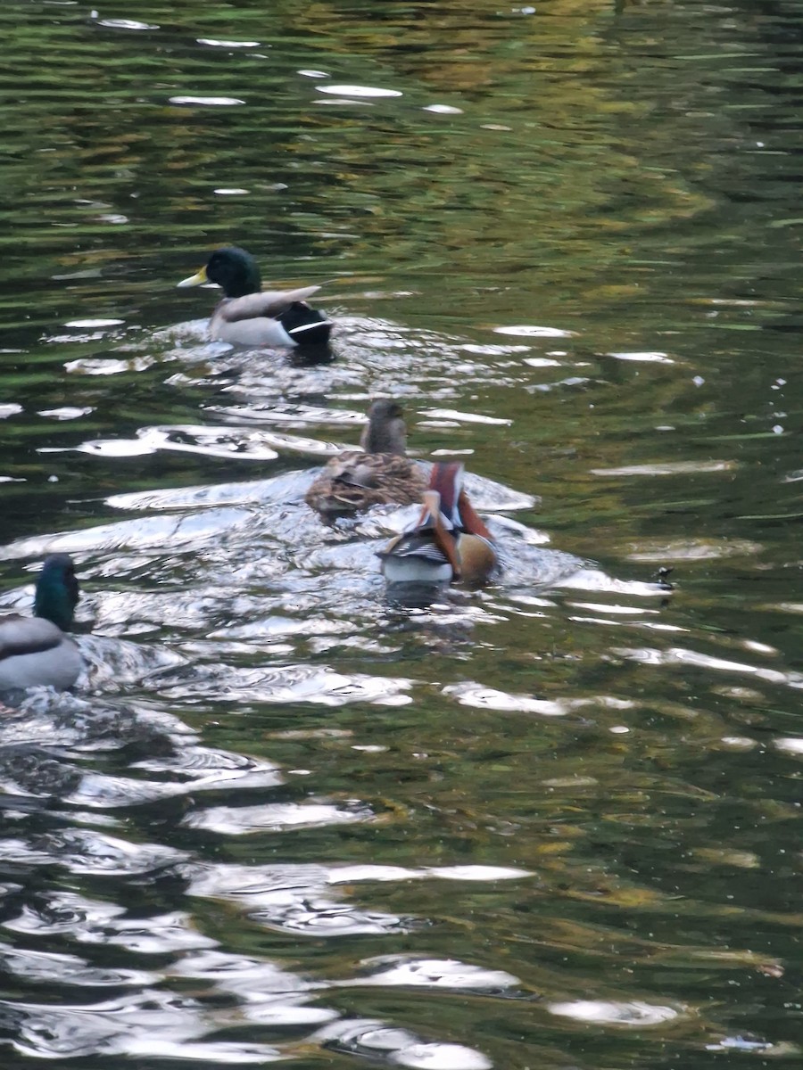 Mandarinente - ML644981172