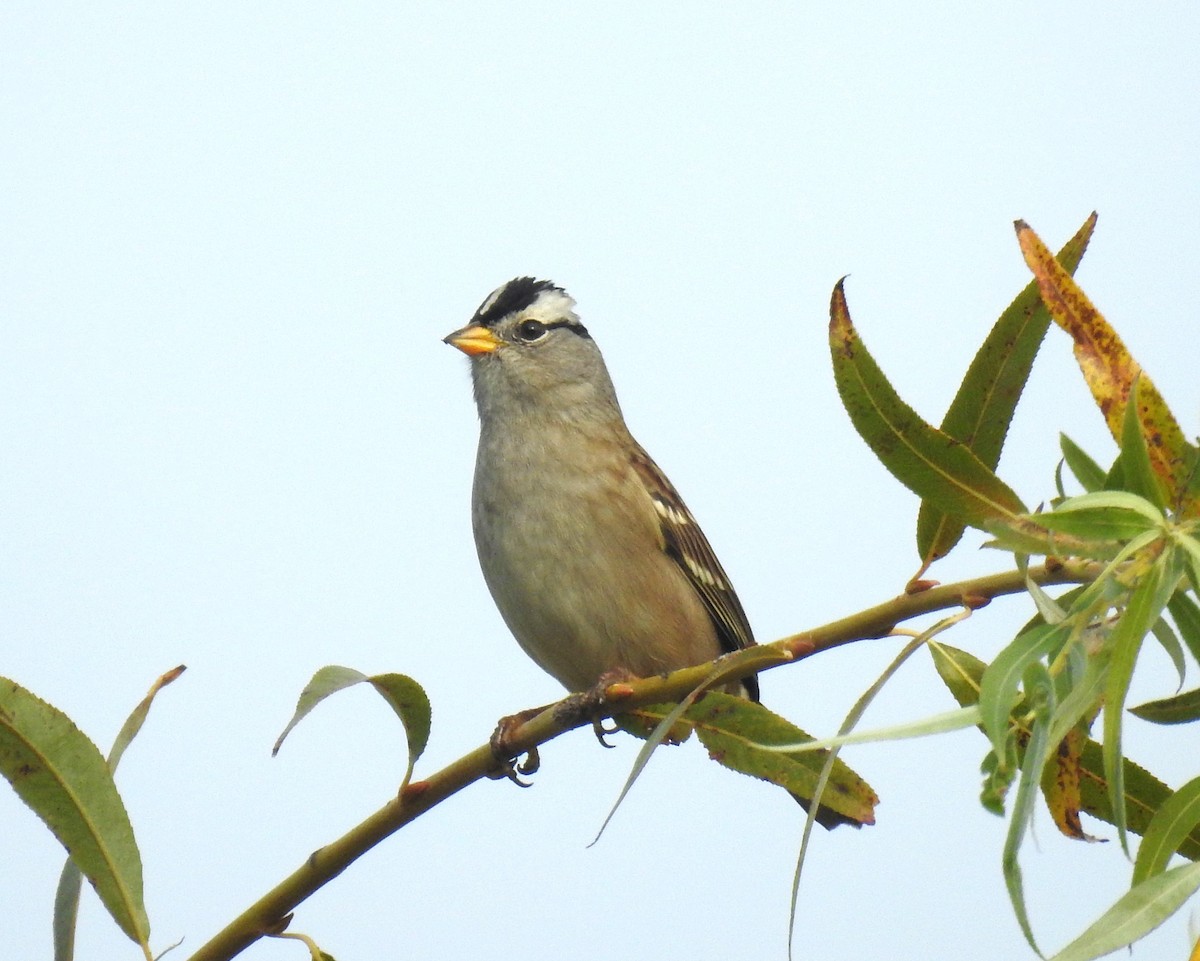 White-crowned Sparrow - ML644981183