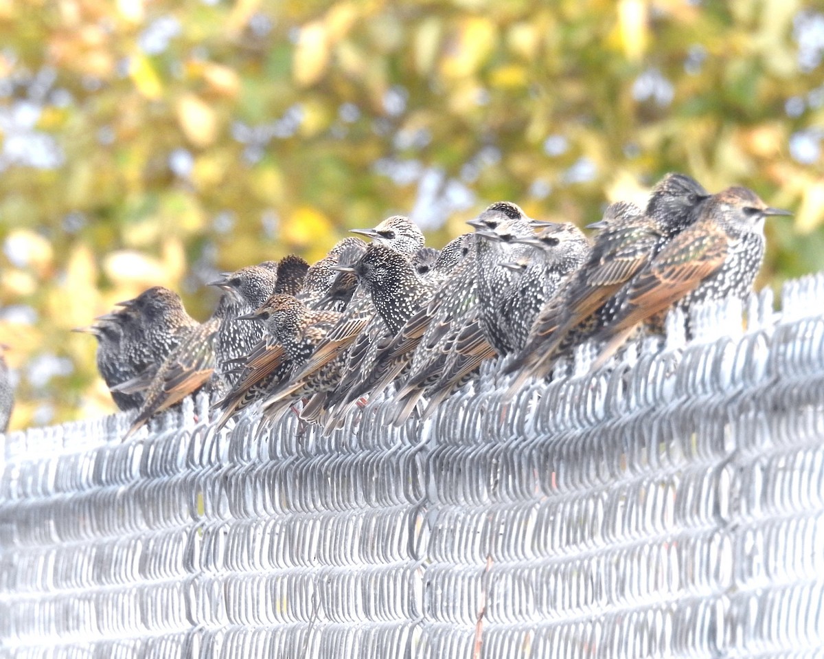 European Starling - ML644981206