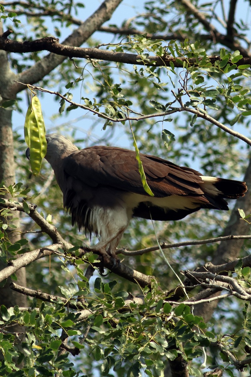 Gray-headed Fish-Eagle - ML644981207