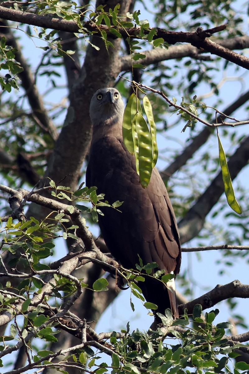 Gray-headed Fish-Eagle - ML644981208