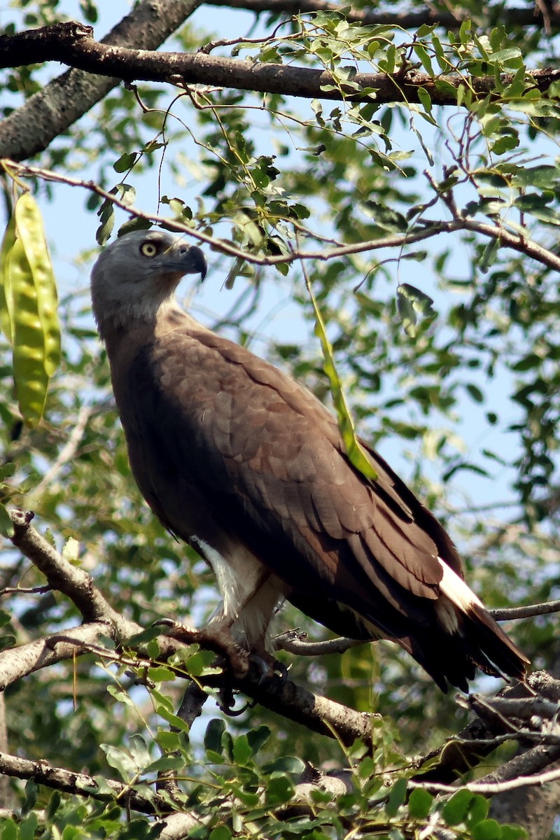 Gray-headed Fish-Eagle - ML644981209