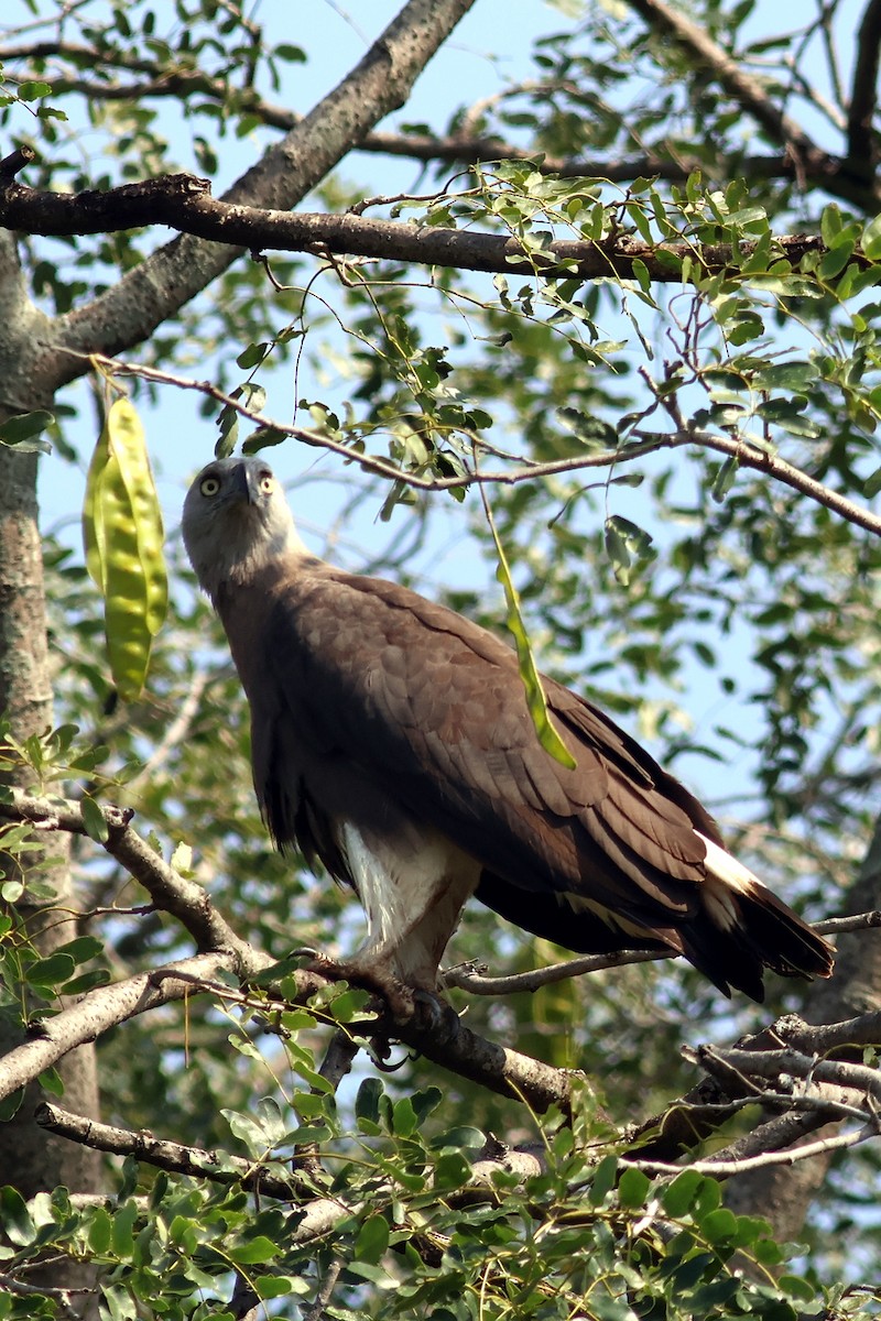 Gray-headed Fish-Eagle - ML644981210