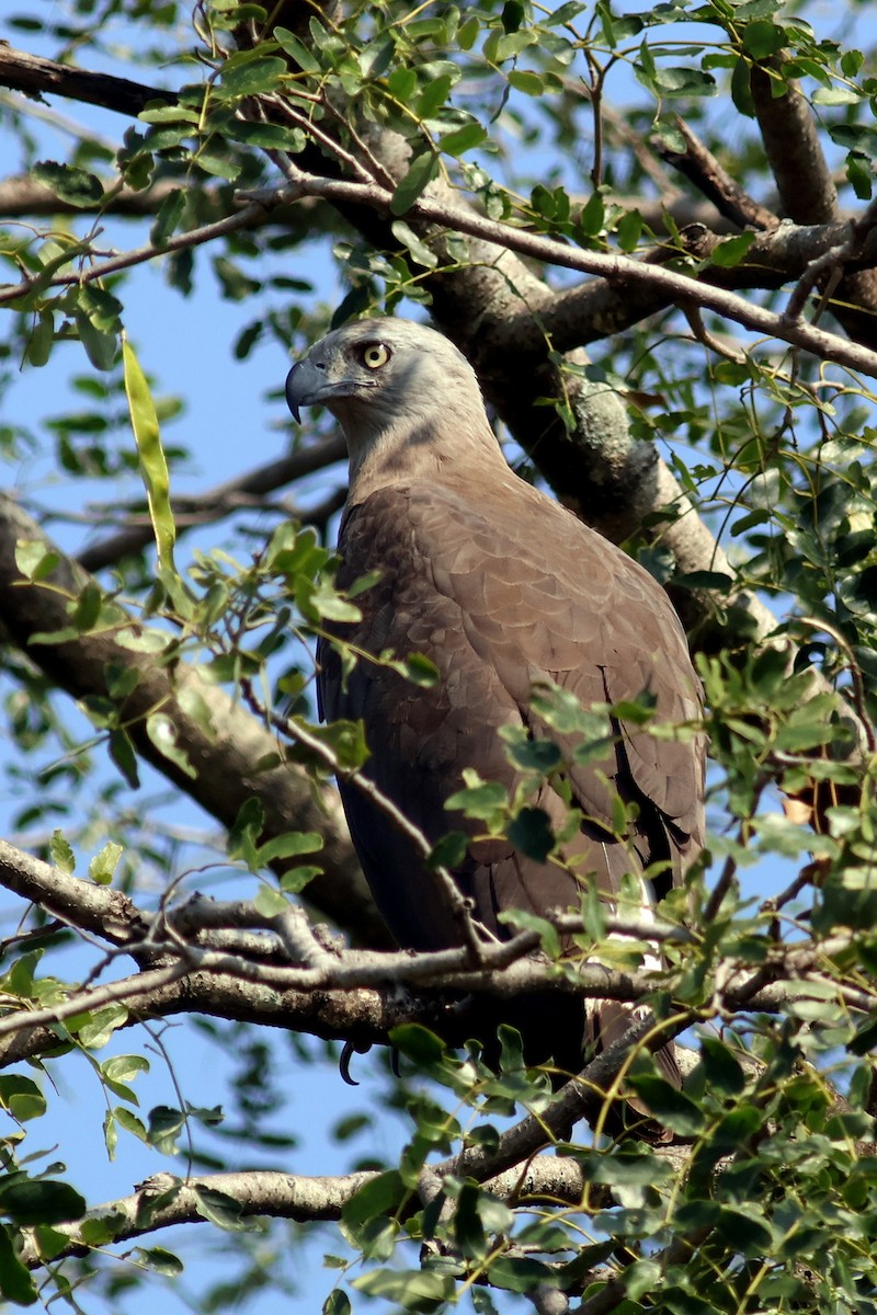 Gray-headed Fish-Eagle - ML644981211