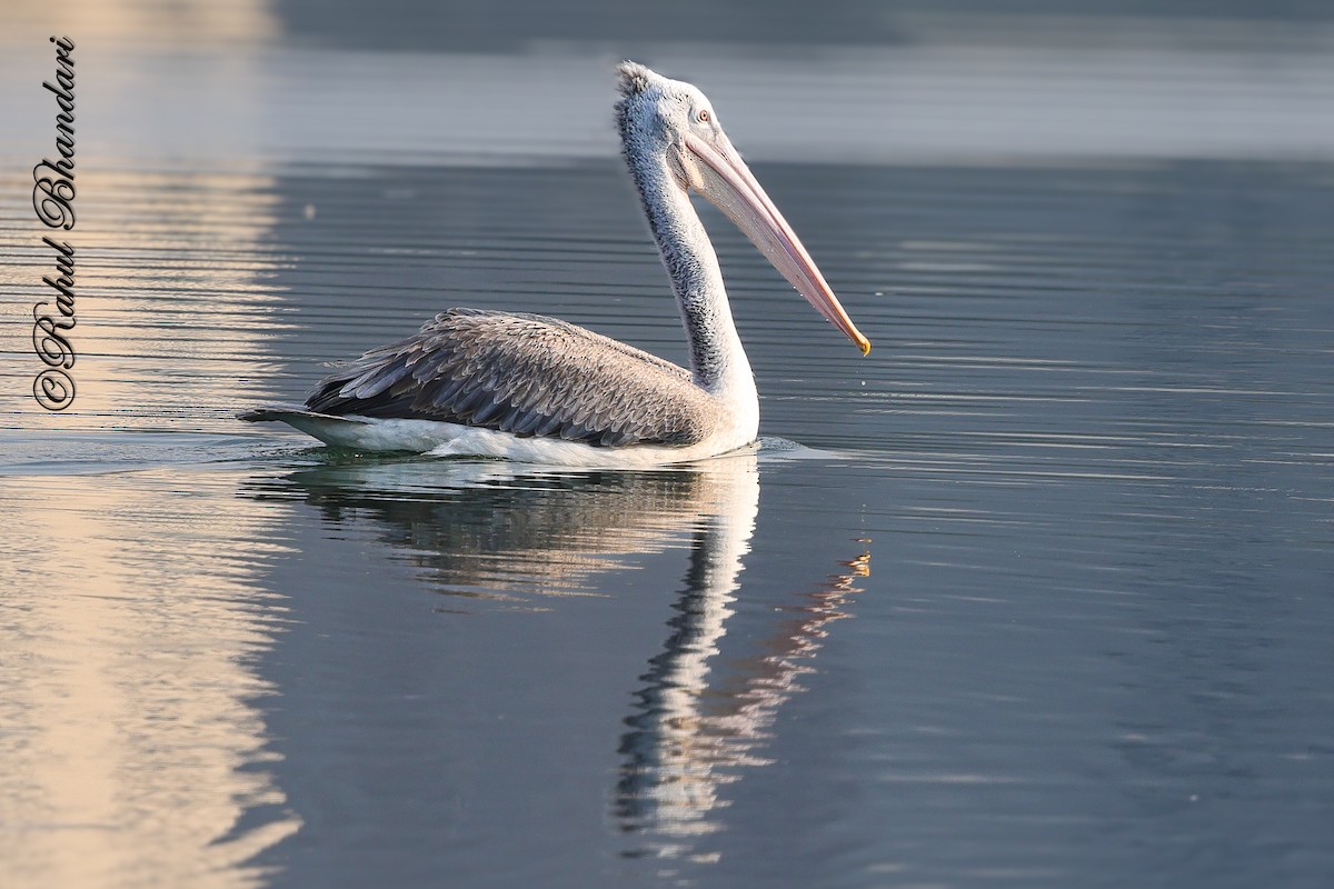 Pelícano Oriental - ML644981248