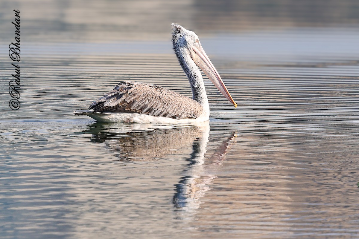 Pelícano Oriental - ML644981249