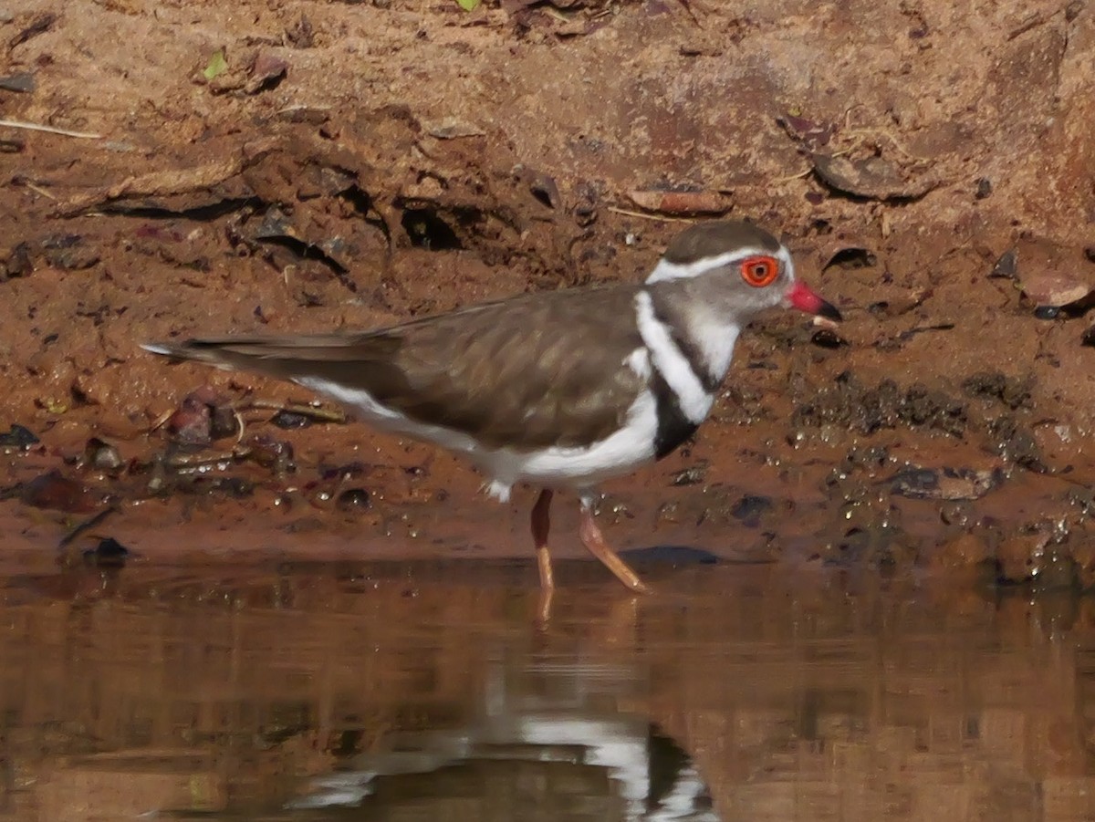 Three-banded Plover (African) - ML644981250