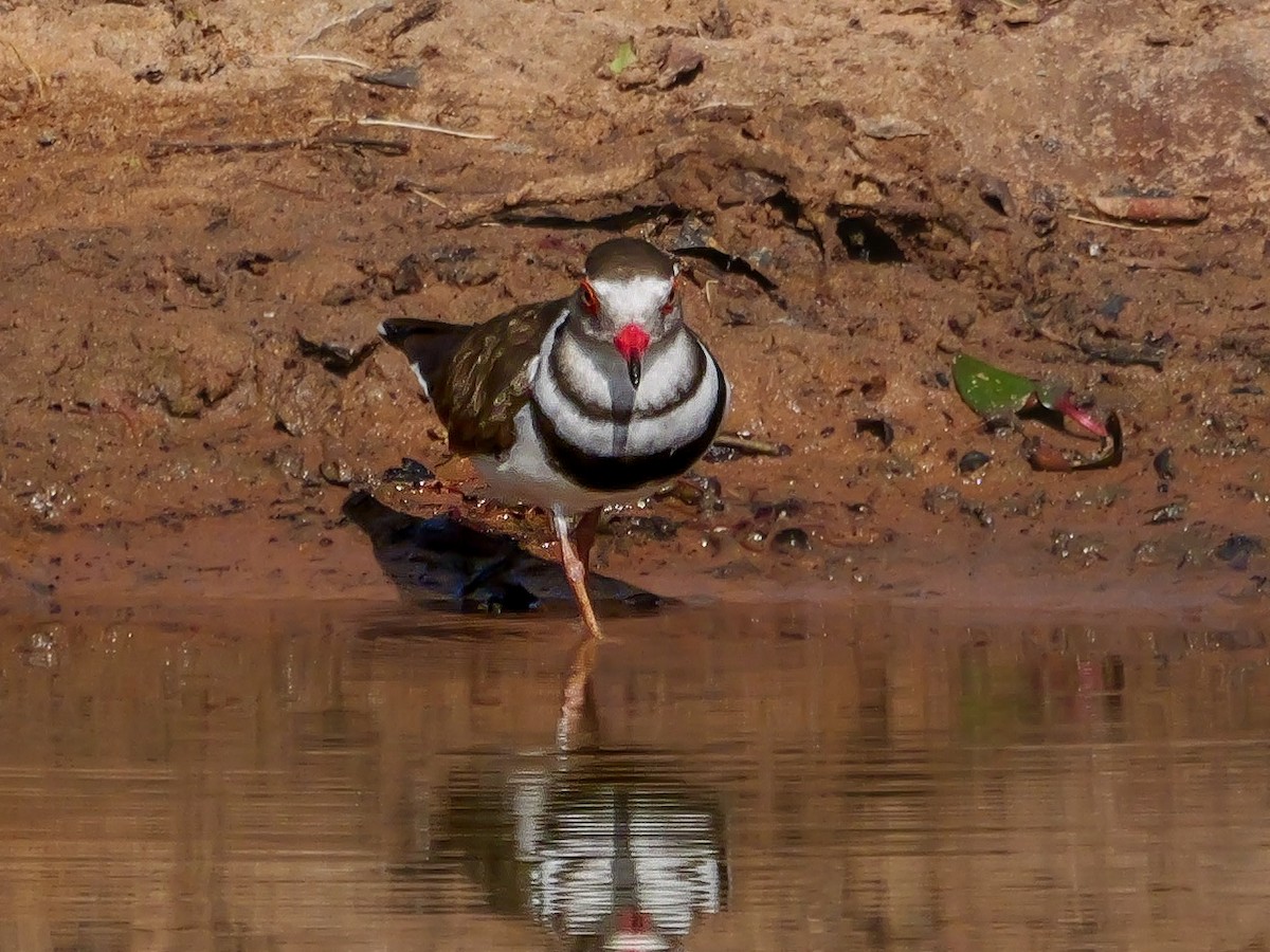 Three-banded Plover (African) - ML644981251