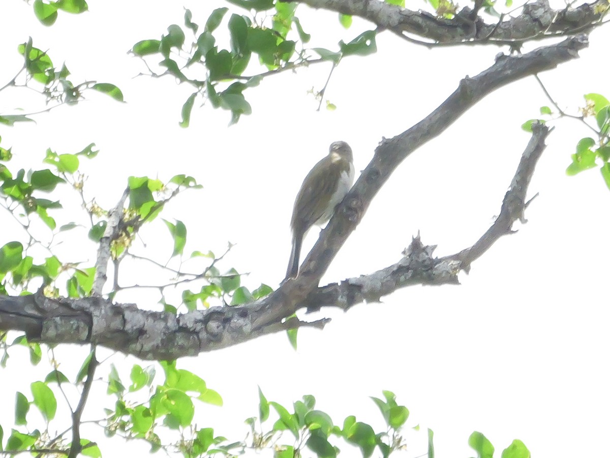 Lesser Honeyguide (Lesser) - ML644981338