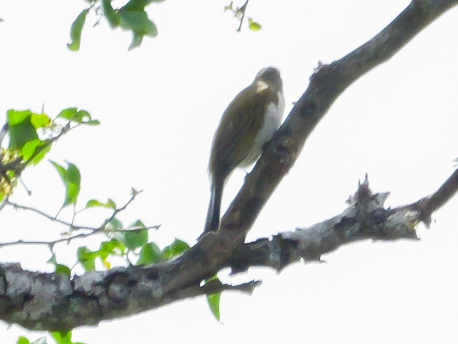 Lesser Honeyguide (Lesser) - ML644981339