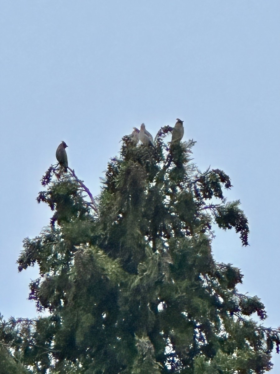 Ampelis Europeo - ML644981355